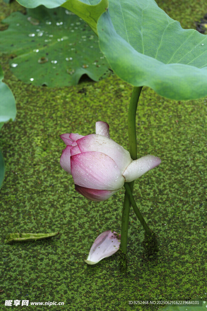 红荷
