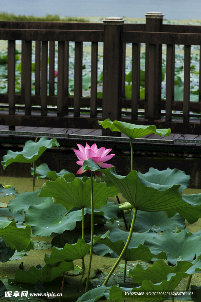 荷花池 