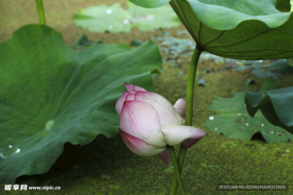 雨荷 