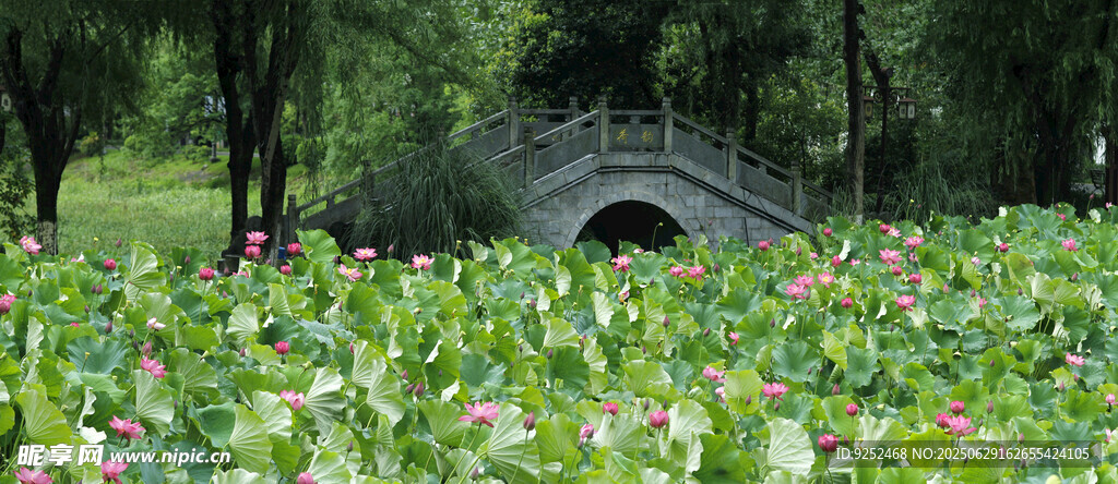 荷花池 
