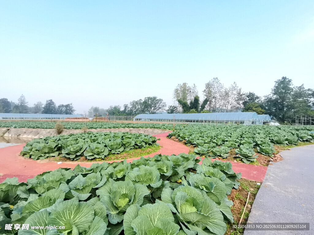 田园蔬菜种植景观