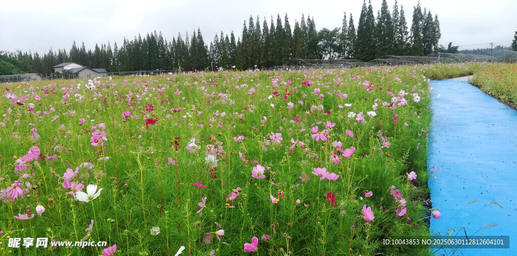 格桑花花海
