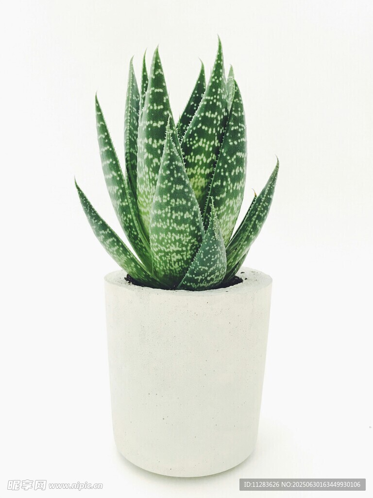 白色花盆中的翠绿虎皮兰