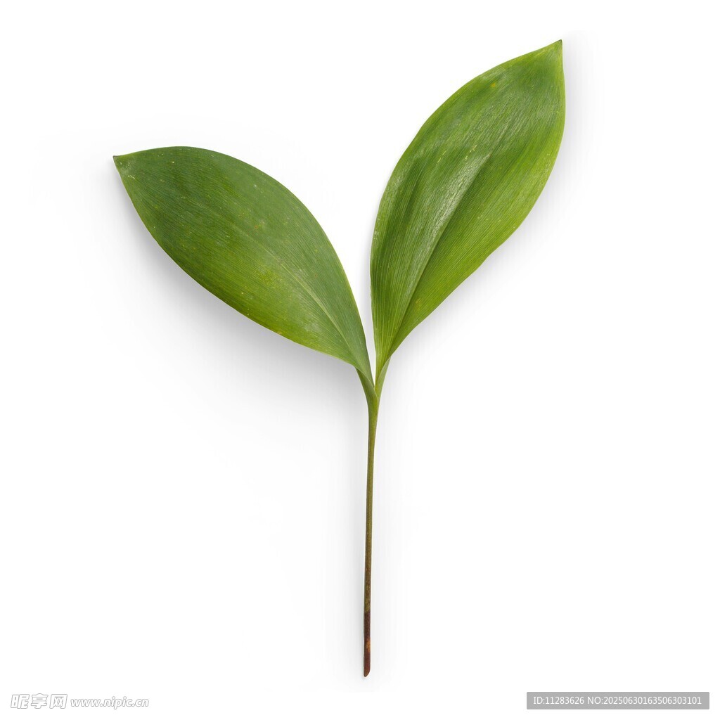 嫩绿双叶植物幼苗