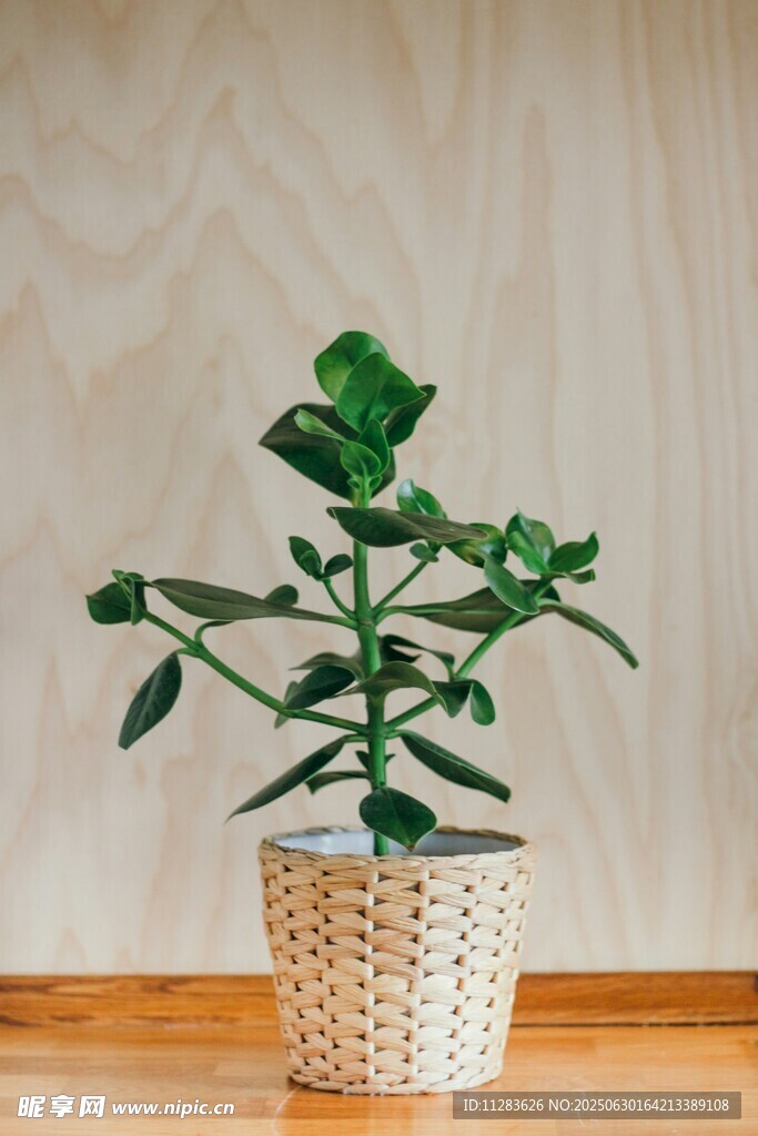 编织盆中的翠绿多肉植物