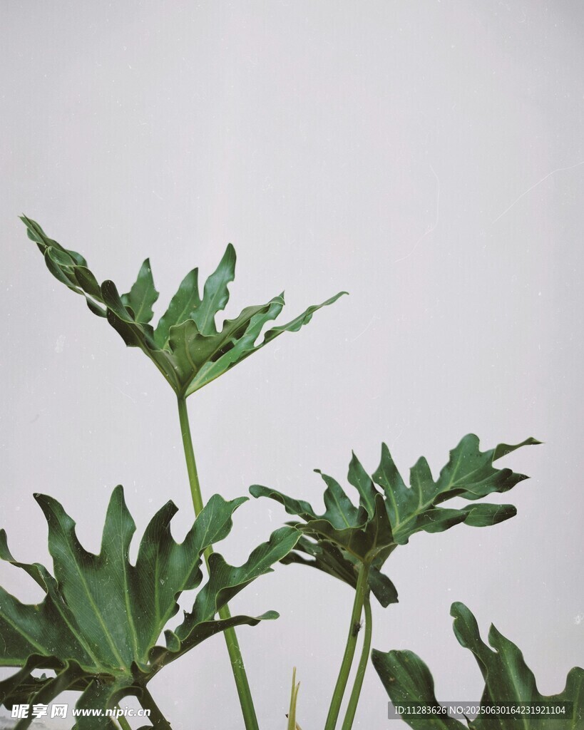 清新绿植特写