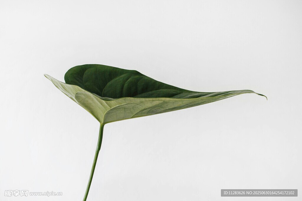 一片独特的绿色植物叶片
