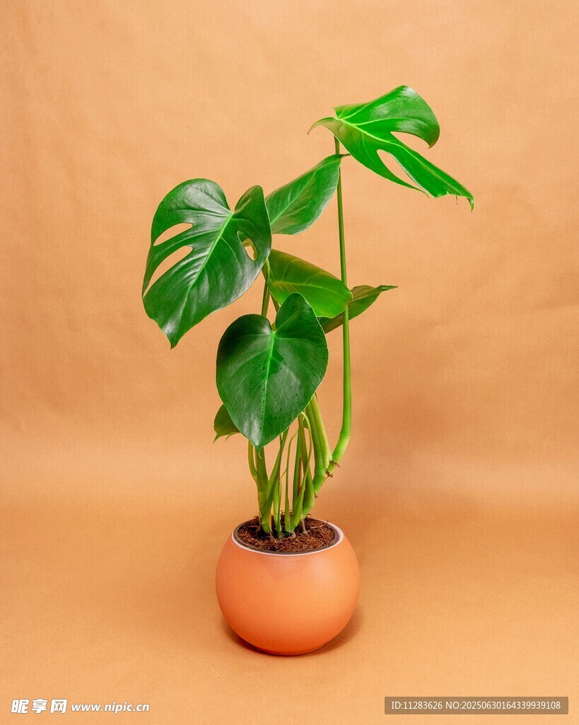 陶盆龟背竹绿植盆栽