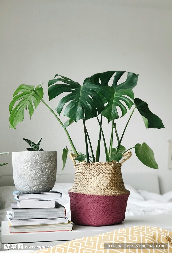 室内绿植盆栽组合