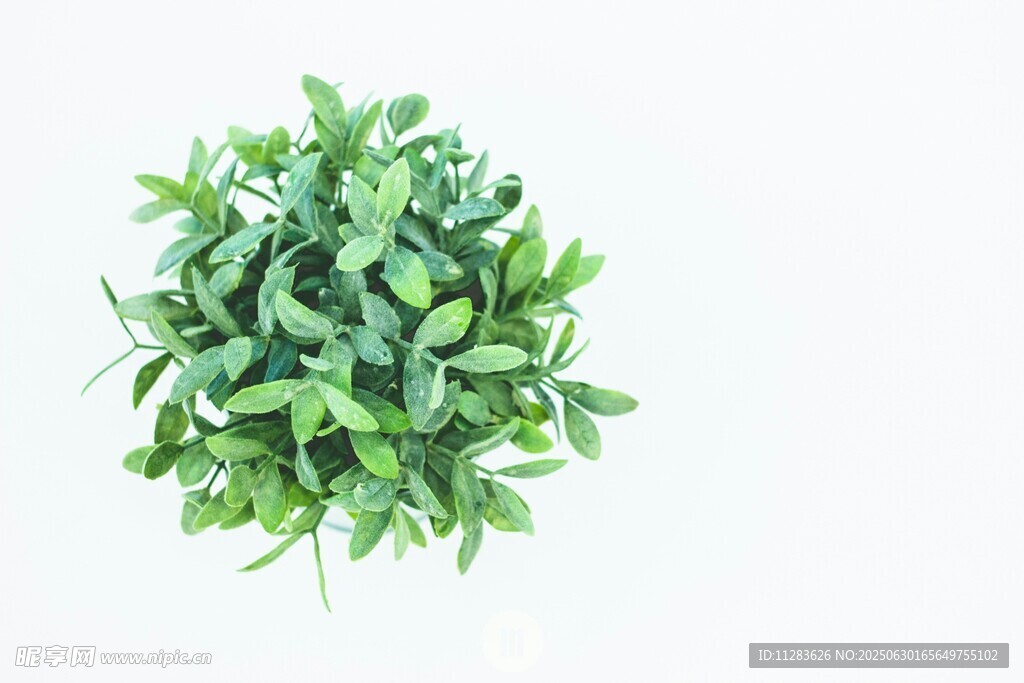 球形绿植盆栽
