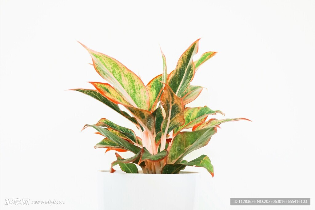 多彩斑纹盆栽植物