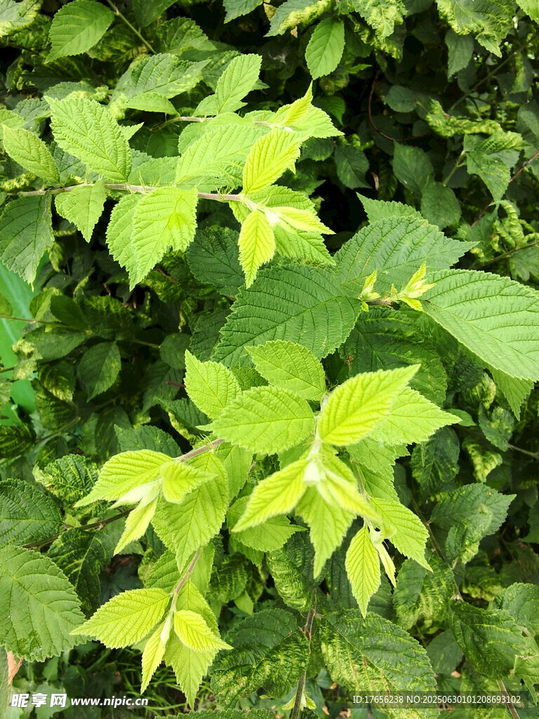 嫩绿叶片的清新植物景象