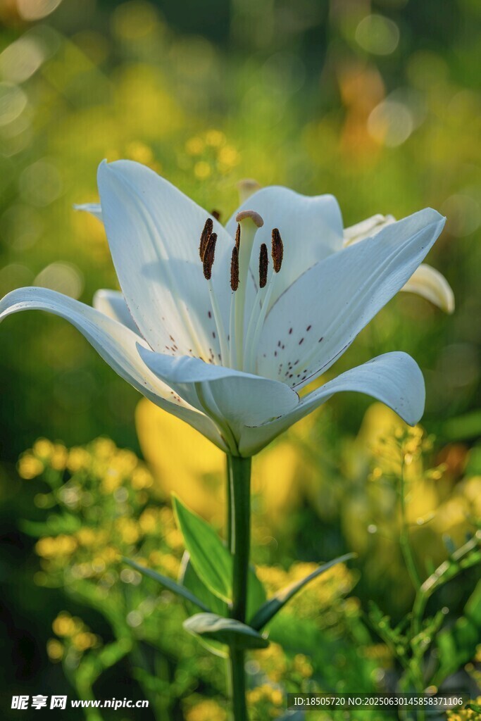 白色百合花绽放于绿野