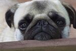 忧郁巴哥犬