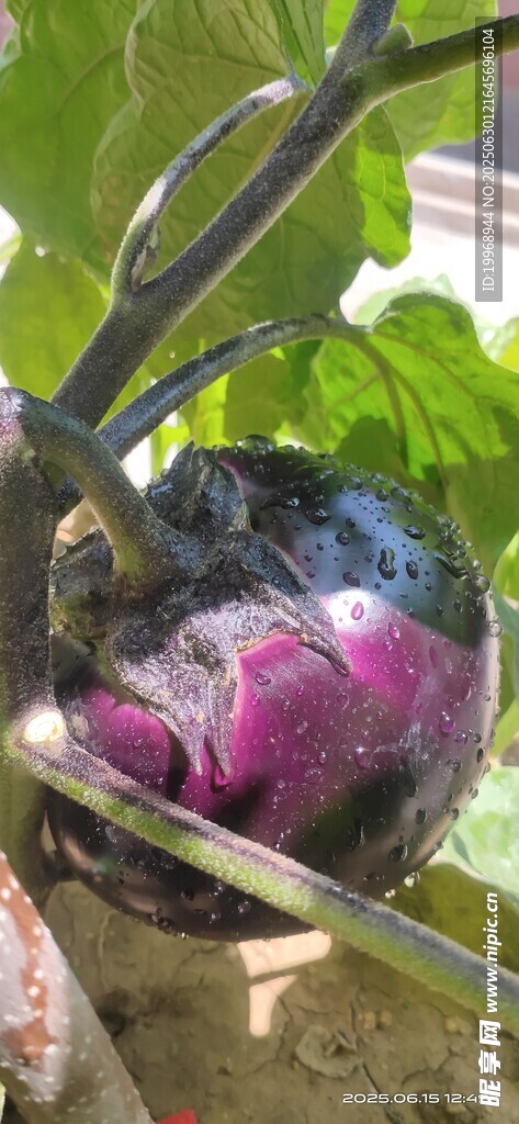 田间生长的紫茄子