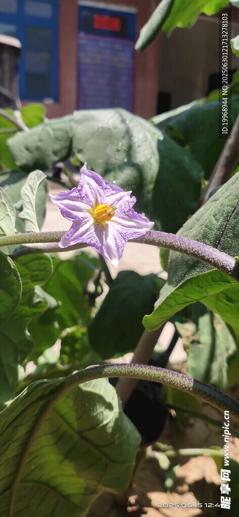紫色茄子花绽放