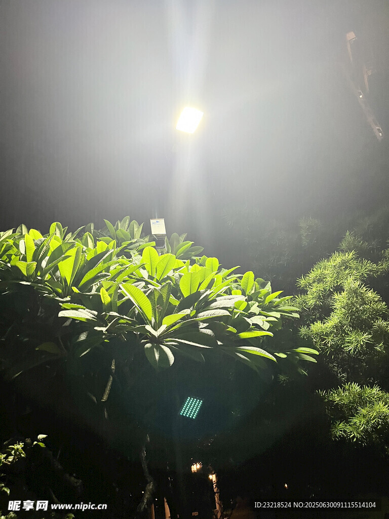 阳光穿透绿叶的自然美景