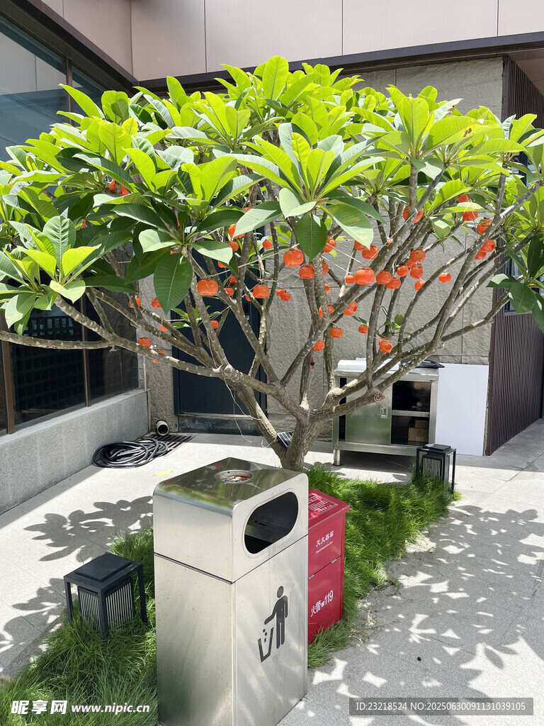 鸡蛋花树