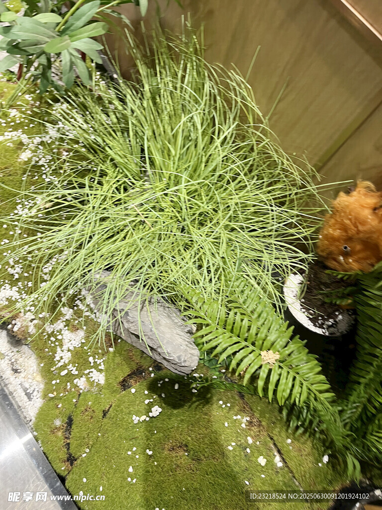 水草造景