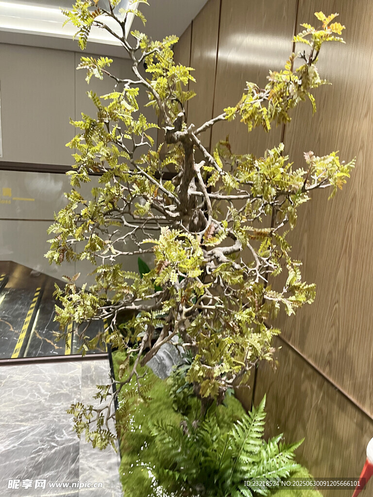 盆栽绿植