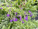 蕾丝金露花