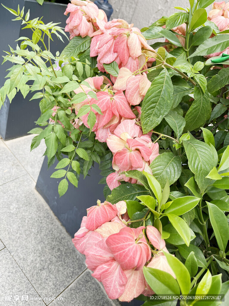 粉叶金花