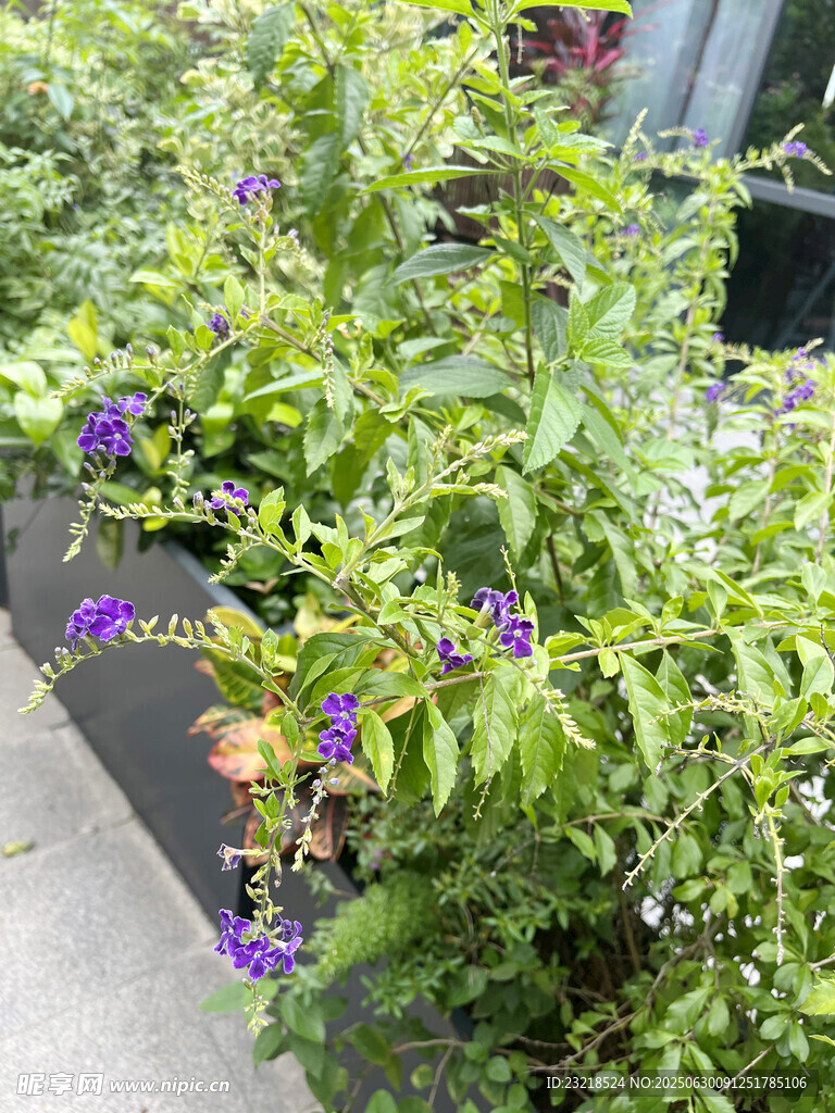 蕾丝金露花