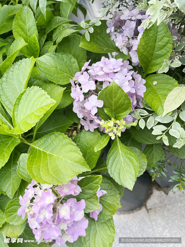 绣球花