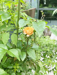 月季花