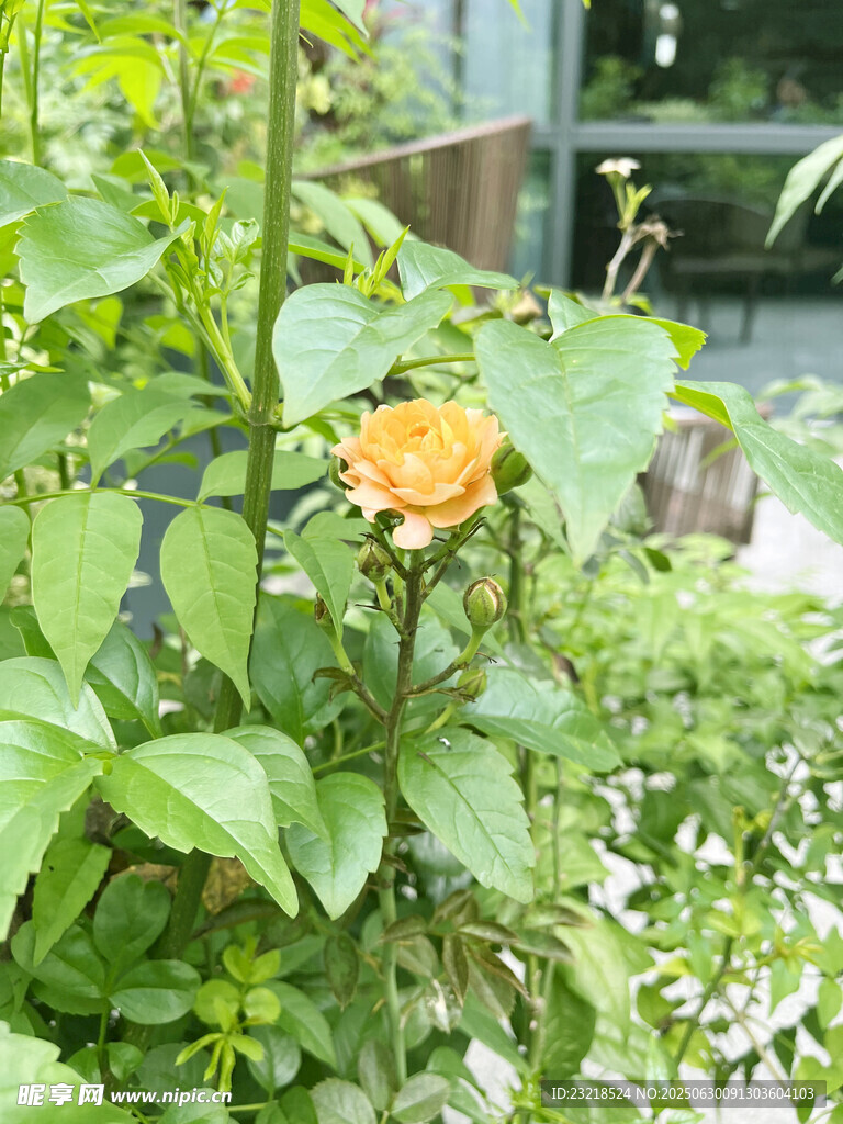 月季花