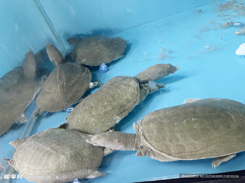 一群甲鱼在蓝色容器中