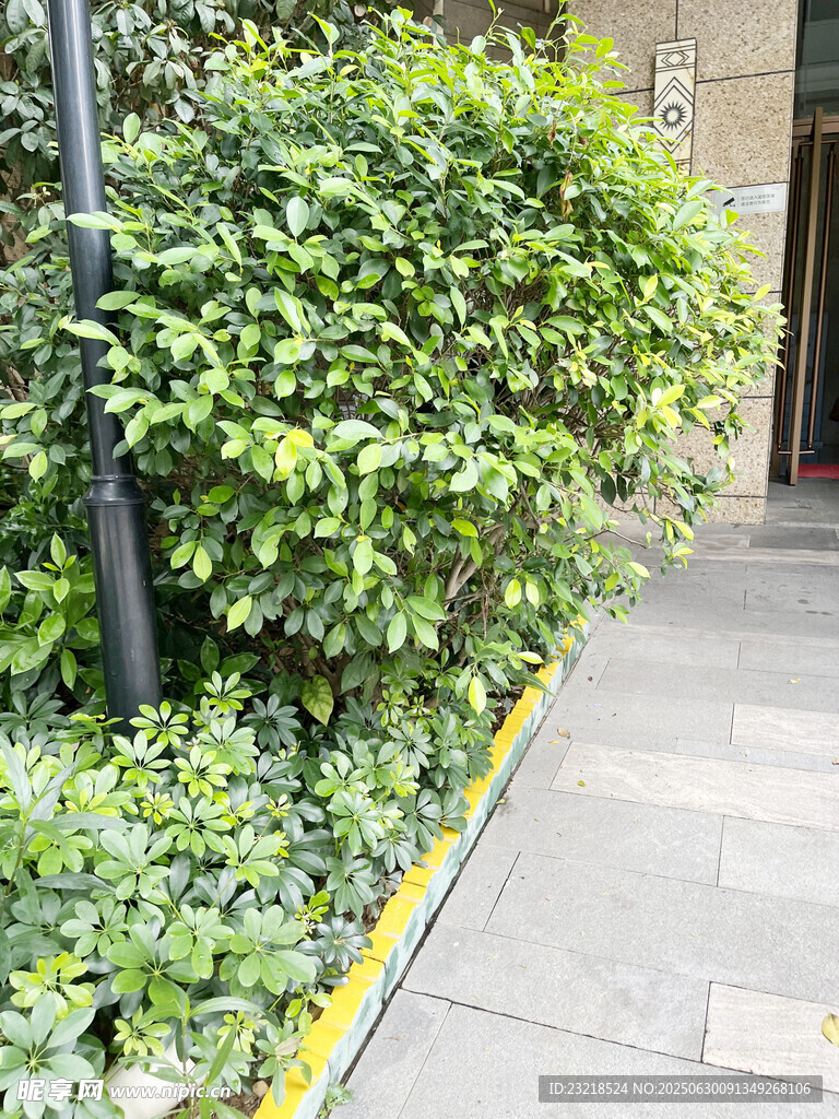 街道旁的绿植景观