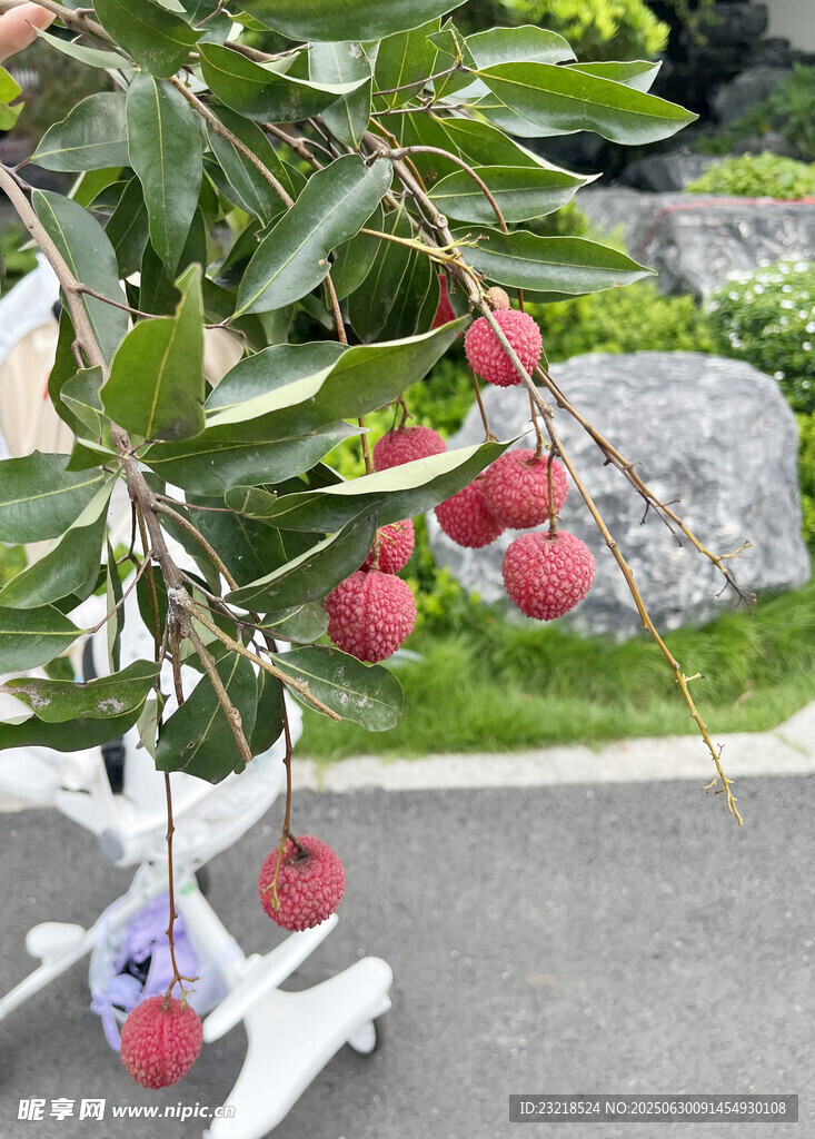 一串荔枝