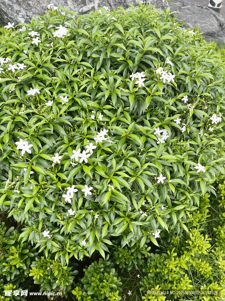 小白花