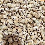 新疆  干果 无花果