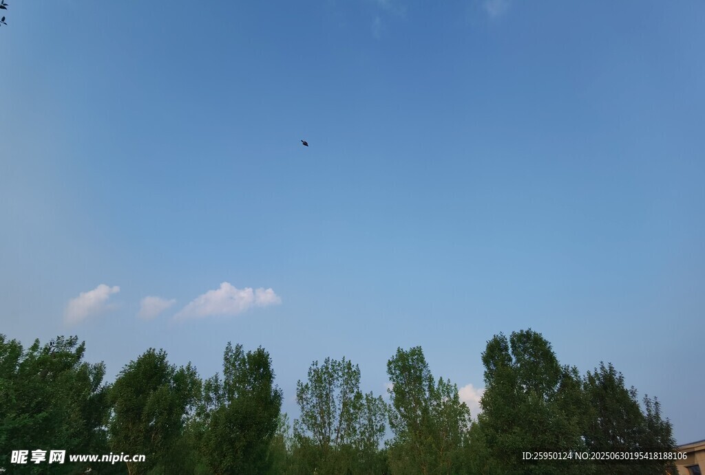 蓝天绿树间飞鸟景致