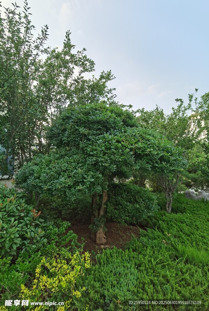 绿意盎然的园林景观树