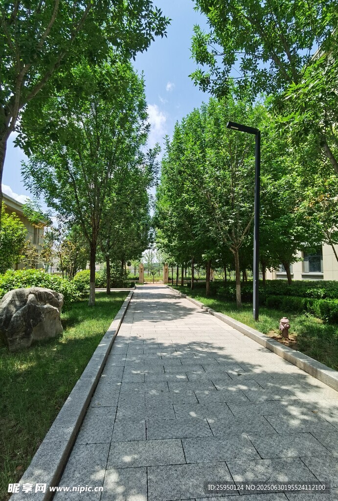 林荫步道静谧惬意的风景