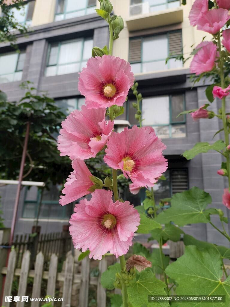 栅栏旁绽放的粉色蜀葵花
