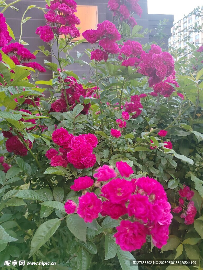 艳丽绽放的粉色月季花
