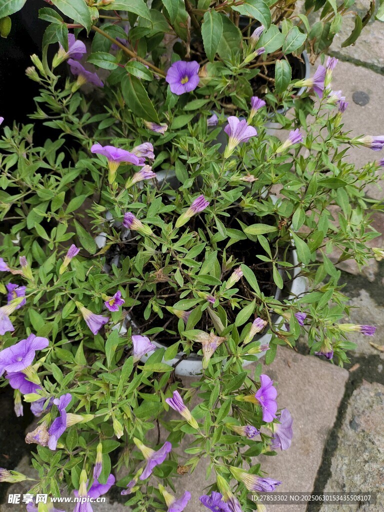 紫色小花绽放于砖石间