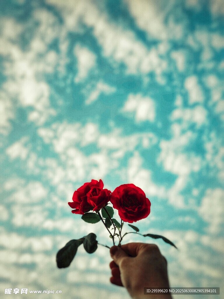 手捧双玫 