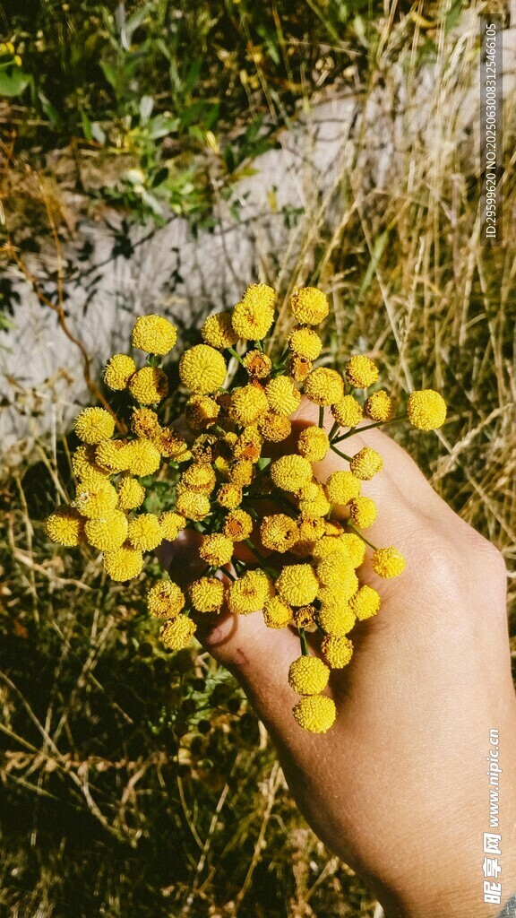 手捧黄色小花