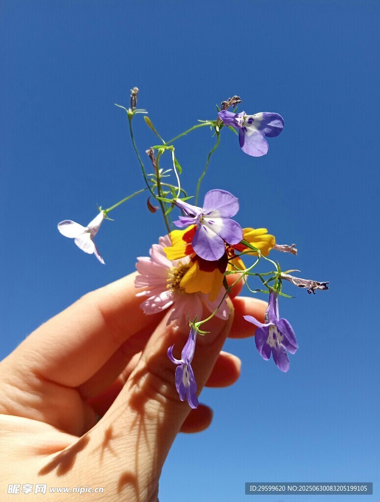 手捧精致多彩手工花朵