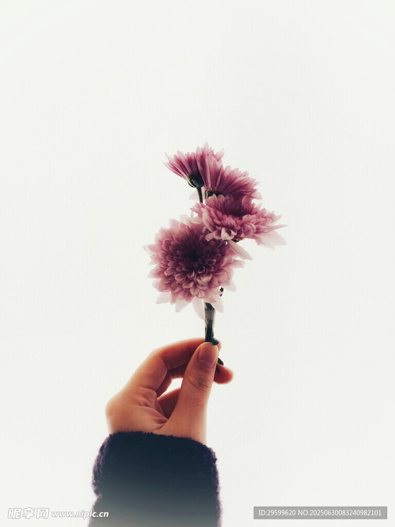 手擎梦幻紫绒花