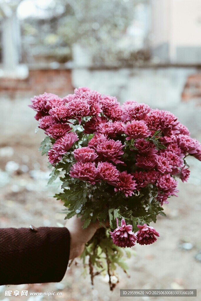 手捧艳丽紫菊
