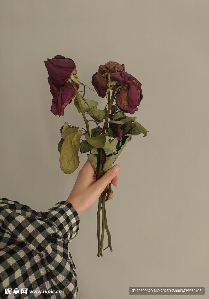 手捧枯萎紫花的文艺瞬间