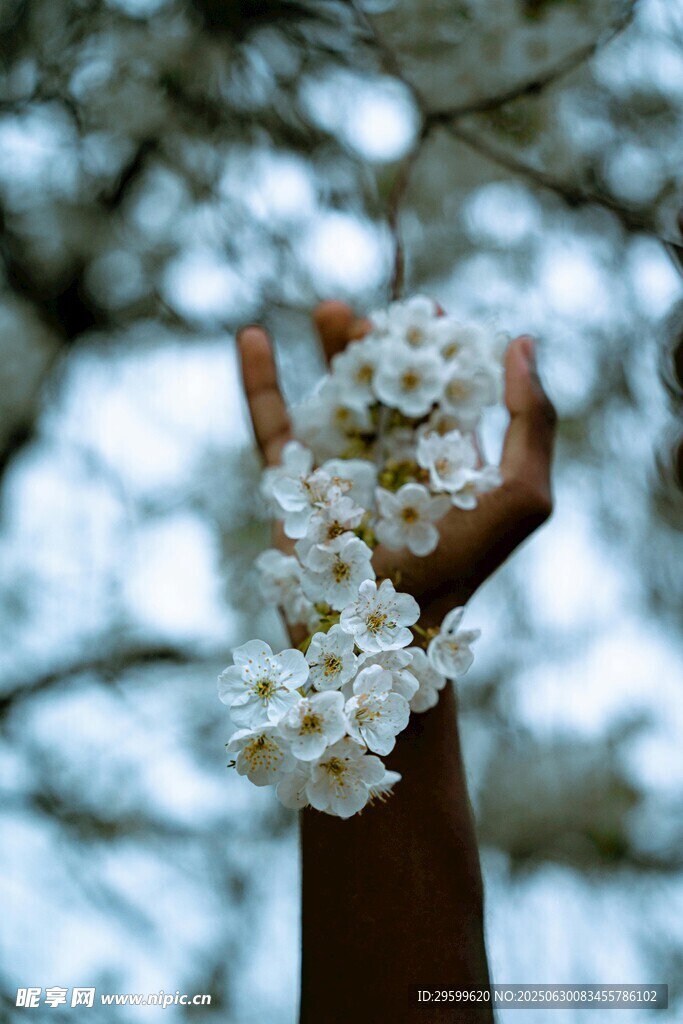 手捧烂漫樱花