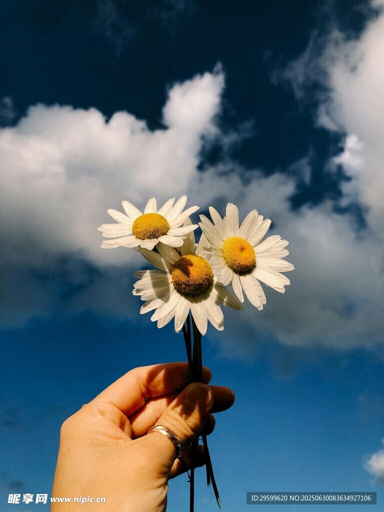 手擎雏菊绽于蓝天之下
