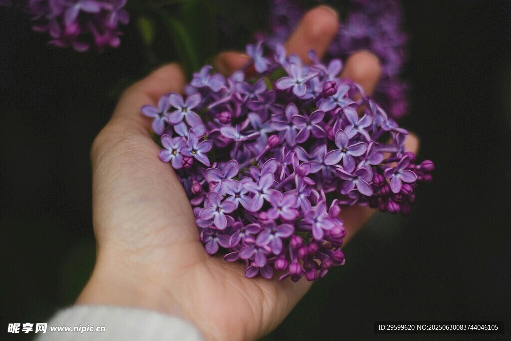 手捧紫丁香花束